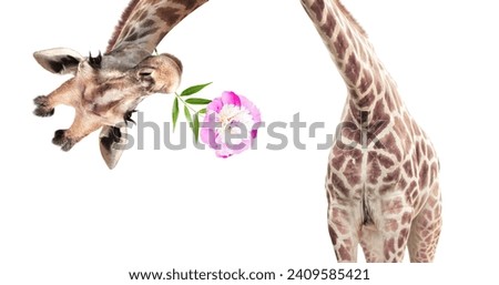 Giraffe face head hanging upside down. Curious gute giraffe with flower peeks from above. Gift for you concept. Funny giraffe with a flower in its mouth. Isolated on white background Royalty-Free Stock Photo #2409585421