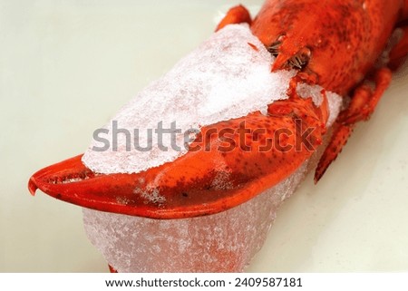 close up of half frozen, pre-cooked lobster when thawing in a bowl, preparing thawed seafood Royalty-Free Stock Photo #2409587181