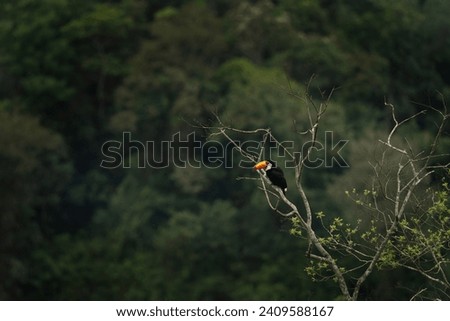 Toco toucan in national park Iguazu falls. Toucan in the rain forest. Exotic bird with big orange beak. 