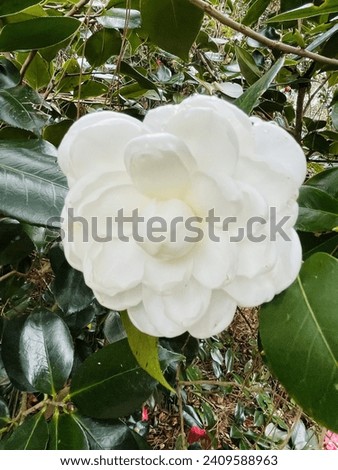 White Camellia flower blooming plant image