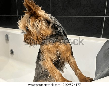 Macro photo animal yorkshire terrier dog in shower. Stock photo yorkie dog pet puppy in bathroom