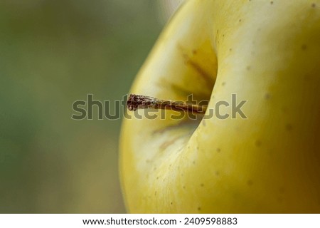 Yellow, juicy, aromatic, appetizing, autumn, apple picture