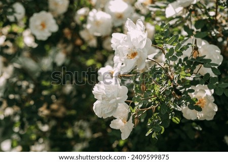 It features a plant with blossoming evergreen roses and is set against an outdoor backdrop of