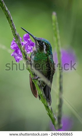 Captured in the vibrant landscapes of Costa Rica, this professional shot showcases the exquisite beauty of a hummingbird in its natural habitat. A mesmerizing blend of colors and precision, this photo