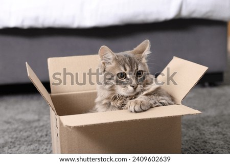 Cute fluffy cat in cardboard box on carpet at home Royalty-Free Stock Photo #2409602639