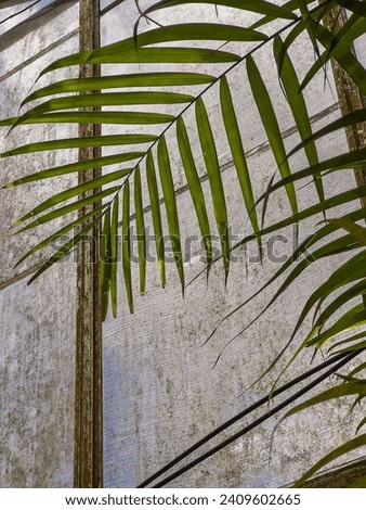 Green fronds of a palm (unidentified species) by a rusting stanchion and weathered insect screen in a greenhouse of an ornamental garden in southwest Florida. Motifs of protection and climate control.