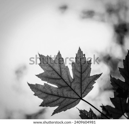 Black and white autumn style leaves in beautiful blur background texture Royalty-Free Stock Photo #2409604981