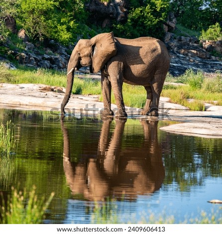 African elephant and its reflection in water.  Kruger National Park, South Africa.