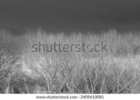 Black and white photograph of trees against a stormy sky.  Dark clouds above. Copy space.