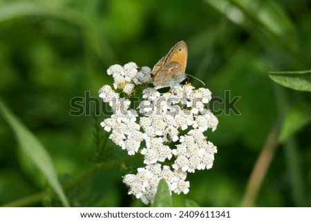 Small Heath (Coenonympha pamphilus) butterfly sitting on a white flower in Zurich, Switzerland Royalty-Free Stock Photo #2409611341
