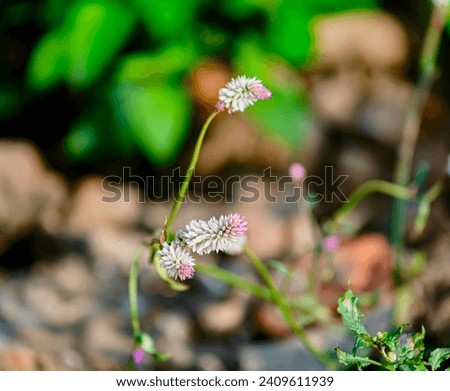 Each flower consists of a floral axis that bears the essential organs of reproduction male stamens and or female pistils and usually accessory organs sepals and petals Royalty-Free Stock Photo #2409611939