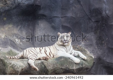White Bengal Tiger lay down on the cliff