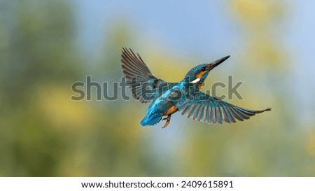 Beautiful  common kingfisher in flight