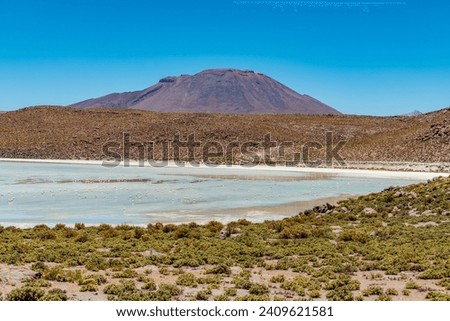 Wild fauna in the red lagoon in the bolivian altiplano Royalty-Free Stock Photo #2409621581