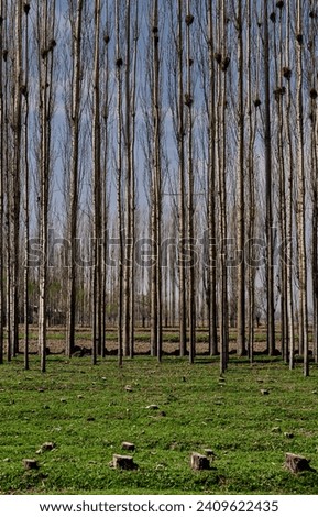 "Abstract photograph of tall, slender poplar trees standing in a row without leaves on a green lawn with tree stumps."