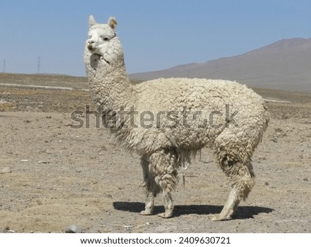 Alpaca posing for a picture in the field