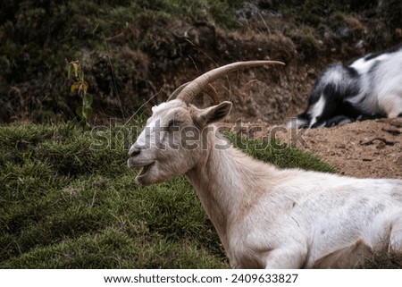 Goats in their natural environment at Ruta del Cares (Asturias)