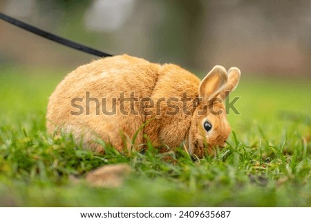 Domestic furry brown miniature easter bunny on a leash, peacefully grazes in a city park