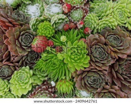 Group of succulents cactus in a pot, succulents background. Rectangular arrangement of succulents. Succulents closeup Royalty-Free Stock Photo #2409642761
