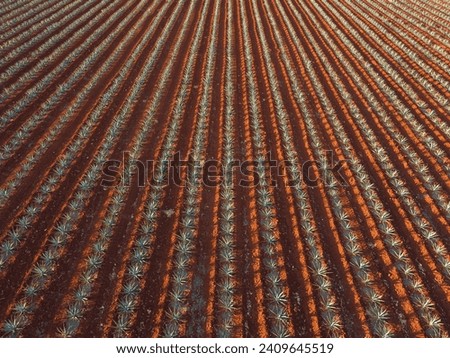 detail of an agave field in the Altos de Jalisco, Mexico Royalty-Free Stock Photo #2409645519