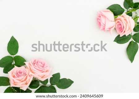 Rose fresh flowers with leaves on light table from above with copy space, flat lay top view scene