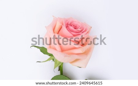 Rose fresh flower on table from above with copy space, flat lay scene