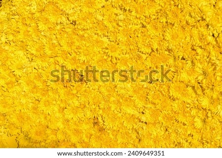 Closeup of bright fresh yellow daisies as a background 