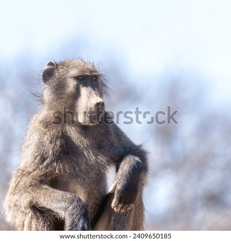 Otjiwarongo, Namibia - August 19, 2022: An adult chacma baboon is seated, displaying a contemplative expression. The background is blurred, emphasizing the animal's features