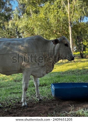 Cow, drinking water in Brasil, picture taken in the 2024