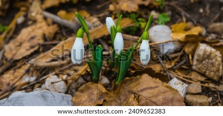 closeup heap of white snowdrop flowers on forest glade Royalty-Free Stock Photo #2409652383