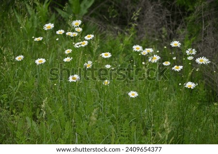 white daisies in green grasses