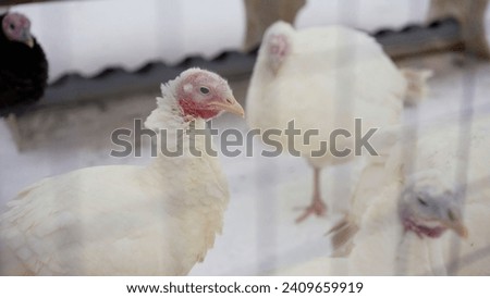 Turkey in the chicken coop in winter. Chickens on a snowy street. Poultry farm in winter.
