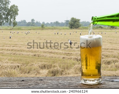 Enjoy beer with rice field landscape. 