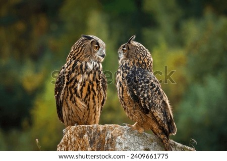 Owl couple face to face. Pair of Eurasian eagle owls, Bubo bubu, perched on stone. Colorful autumn forest on background. Beautiful owls with orange eyes and tufts. Wildlife nature. Predator in habitat