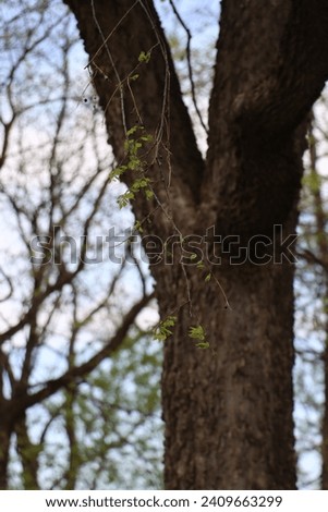 leaf and seed pod on hackberry tree identification with closeup on leaf and blurred trunk background natural tree identify forest trees  Royalty-Free Stock Photo #2409663299