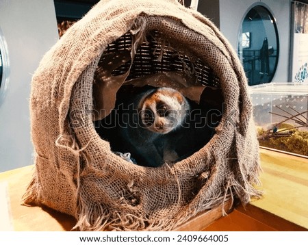 Cute sloth inside a nest made of straw
