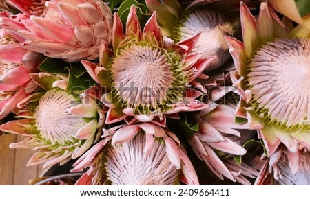 floral background of colorful flowers