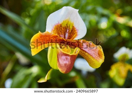 Beautiful orchid, (paphiopedilum harbur comet, Venus slipper)