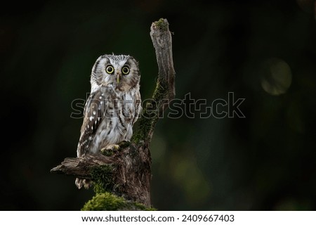 Owl at sunrise. Boreal owl, Aegolius funereus, perched on rotten branch and observes surroundings. Typical small owl with big yellow eyes in first morning sun rays. Known as Tengmalm's owl. Autumn.