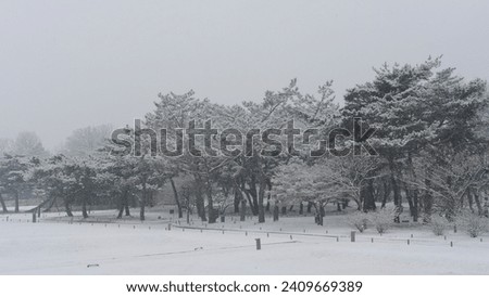 Snowy pine tree forest. Seoul, 2023 Royalty-Free Stock Photo #2409669389