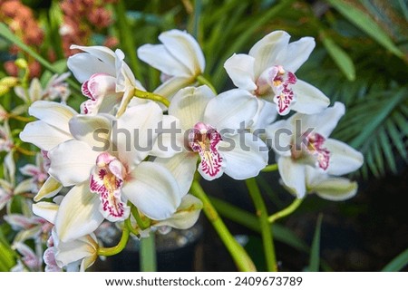 Beautiful white orchid, (Cymbidium spp)