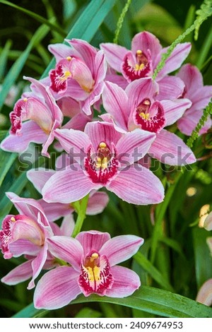 Beautiful white orchid, (Cymbidium Orchid Ruby Anniversary 'Pink Surprise) 