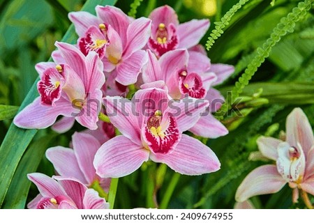 Beautiful white orchid, (Cymbidium Orchid Ruby Anniversary 'Pink Surprise) 