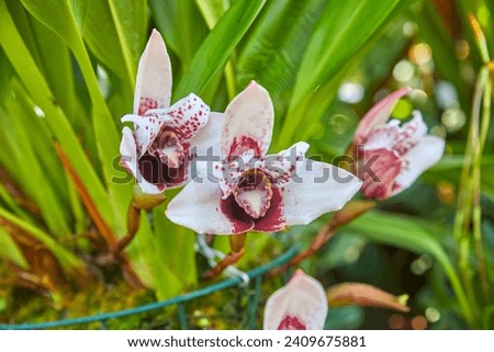 Beautiful white orchid, (Cymbidium hybrids)