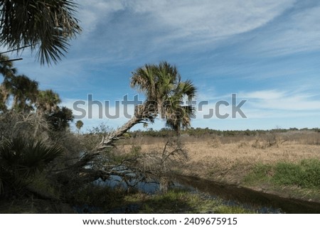Winter morning next to palm grove at Myakka river banks, Sarasota, Manatee country, Florida