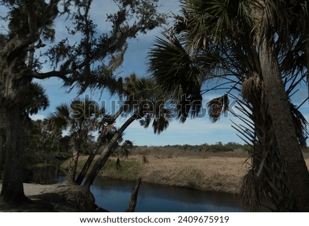Winter morning next to palm grove at Myakka river banks, Sarasota, Manatee country, Florida