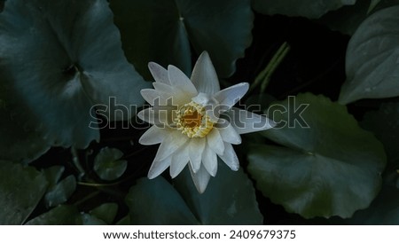Beautiful white lotus flowers in the lake with a green lotus leaf background. Free space for design