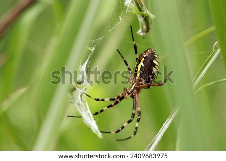 Female Wasp spider (Nagakoganegumo, Argiope bruennichi) traps the prey (Wildlife closeup macro photograph) 
