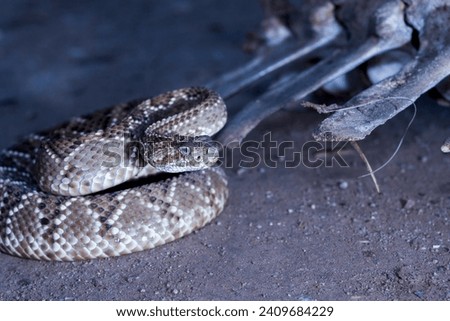 Aruba Island Rattlesnake (Crotalus durissus unicolor): Endemic to the island of Aruba in the Caribbean, this venomous rattlesnake is considered rare and is listed as critically endangered.