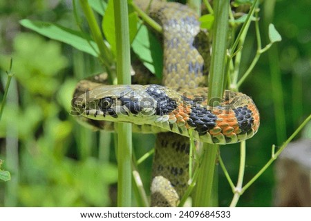 Tiger Keelback (Rhabdophis tigrinus): This snake is found in parts of Asia, including Japan and China.